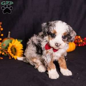 Rodger, Mini Bernedoodle Puppy